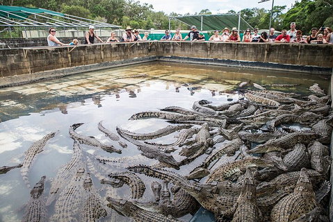 Hartley's Crocodile Adventures Day Trip From Palm Cove - Attractions Brisbane 0