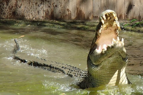 Hartley's Crocodile Adventures Day Trip From Palm Cove - Attractions Brisbane 3