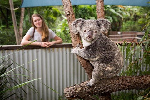 Hartley's Crocodile Adventures Day Trip From Palm Cove - Attractions Brisbane 5
