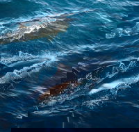 Sydney Whale-Watching Cruise - Attractions Brisbane