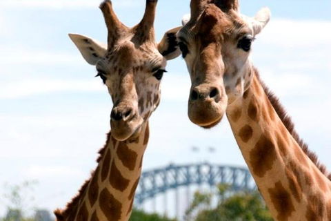 Sydney Harbour Ferry With Taronga Zoo Entry Ticket - Attractions Brisbane 1