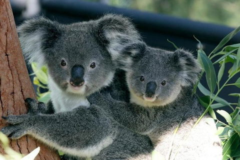 Sydney Harbour Ferry With Taronga Zoo Entry Ticket - Attractions Brisbane 3