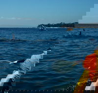 Mornington Peninsula Kayak Coastline Tour of Dolphin Sanctuary - Attractions Brisbane