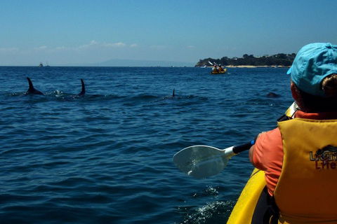 Mornington Peninsula Kayak Coastline Tour Of Dolphin Sanctuary - Attractions Brisbane 0