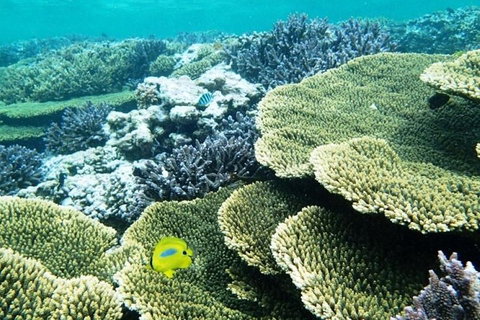 Abrolhos Islands Scenic Flight & Snorkel Adventure From Perth - Attractions Brisbane 4