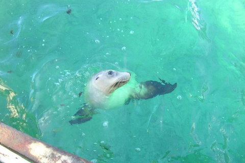 Abrolhos Islands Scenic Flight & Snorkel Adventure From Perth - Attractions Brisbane 5