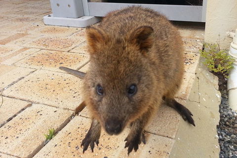 Wave Rock, Pinnacles And Rottnest One Day Aeroplane Tour - Attractions Brisbane 0