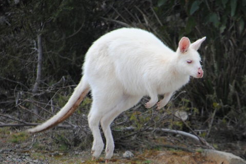 Small-Group Day Trip From Hobart To Bruny Island - Attractions Brisbane 2