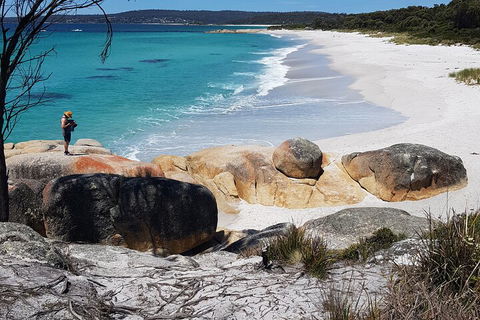 2-Day Tas East Coast Escape Tour Including Bay Of Fires, Wineglass Bay & Devils - Attractions Brisbane 4