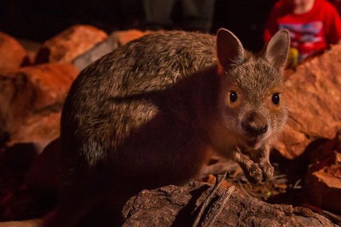 Alice Springs Desert Park Nocturnal Tour - Attractions Brisbane 3