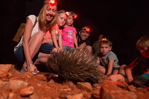 Alice Springs Desert Park Nocturnal Tour - Attractions Brisbane 5