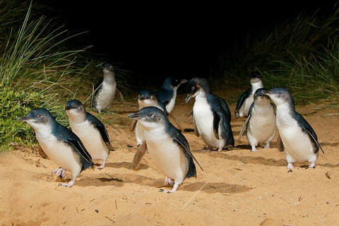 Small Group - Phillip Island Hike & Penguin Parade Day Tour From Melbourne - Attractions Brisbane 1