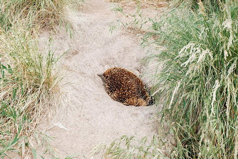 Small Group - Phillip Island Hike & Penguin Parade Day Tour From Melbourne - Attractions Brisbane 3