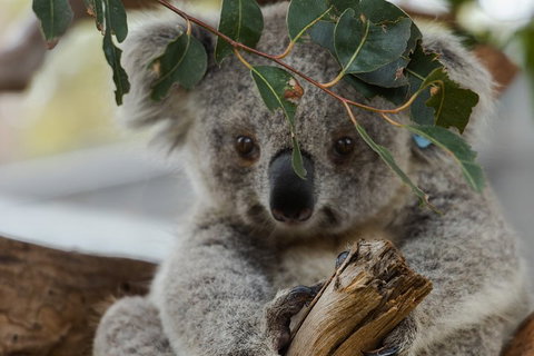 Small Group - Phillip Island Hike & Penguin Parade Day Tour From Melbourne - Attractions Brisbane 4