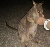 Private Tour to Paronella Park Historic Village Herberton and wild life Wallaby - Attractions Brisbane
