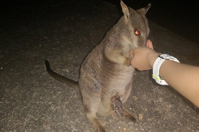 Private Tour to Paronella Park Historic Village Herberton and wild life Wallaby
