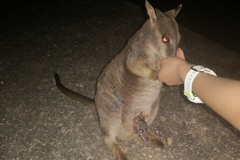 Private Tour To Paronella Park, Historic Village Herberton And Wild Life Wallaby - Attractions Brisbane 0