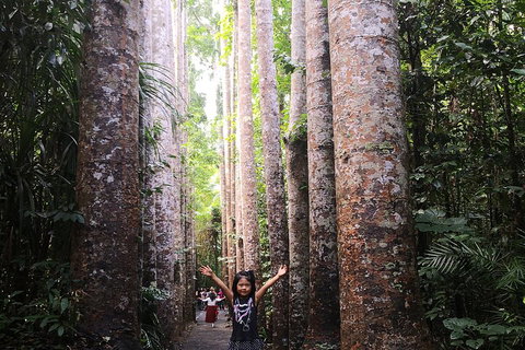Private Tour To Paronella Park, Historic Village Herberton And Wild Life Wallaby - Attractions Brisbane 2