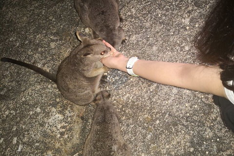 Private Tour To Paronella Park, Historic Village Herberton And Wild Life Wallaby - Attractions Brisbane 4