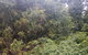 Historic Village Herberton And Tableland Tour - thumb 4