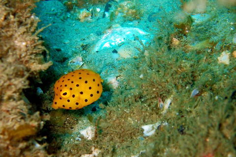 Wave Break Island Scuba Diving On The Gold Coast - Attractions Brisbane 3