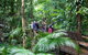 Full Day Daintree Rainforest And Mossman Gorge Tour - thumb 1
