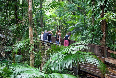 Full Day Daintree Rainforest And Mossman Gorge Tour - Attractions Brisbane 1