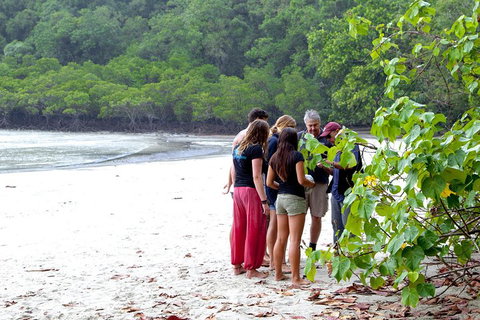Full Day Daintree Rainforest And Mossman Gorge Tour - Attractions Brisbane 2