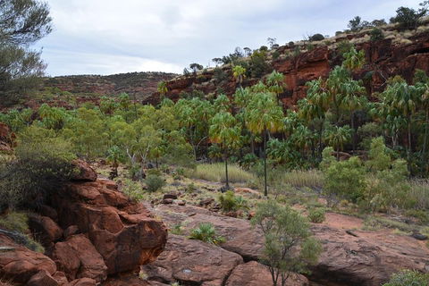 Palm Valley And Hermannsburg 1 Day 4WD Tour - Attractions Brisbane 4