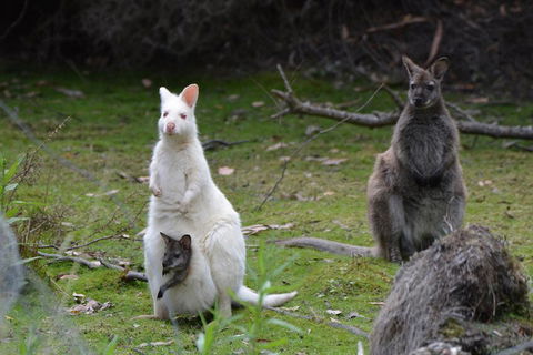 Full-Day Guided Bruny Island Tour From Hobart - Attractions Brisbane 0