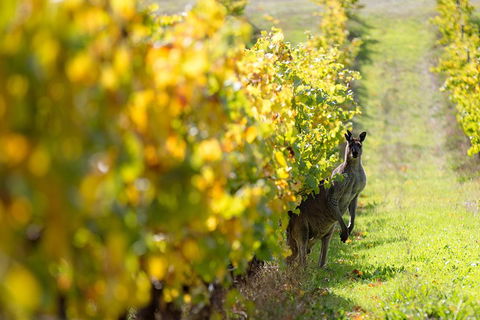 Margaret River 3 Day Escape - Attractions Brisbane 4