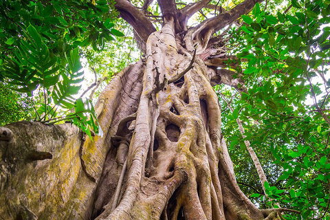 Mossman Gorge Adventure Day - Attractions Brisbane 1