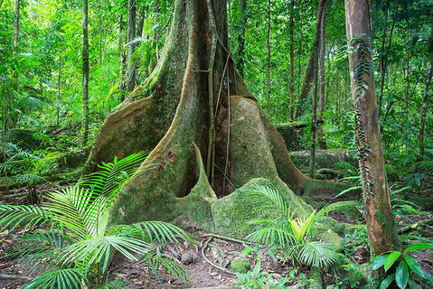 Mossman Gorge Adventure Day - Attractions Brisbane 4