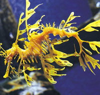 SEA LIFE Melbourne Aquarium Admission Ticket - Attractions Brisbane