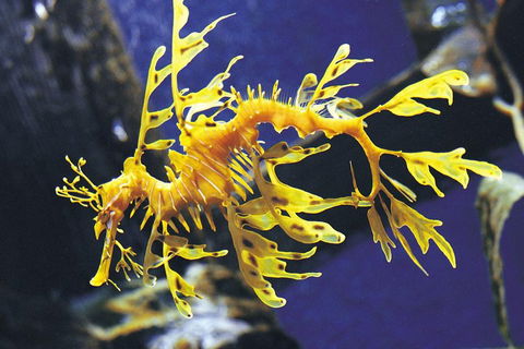 SEA LIFE Melbourne Aquarium Admission Ticket - Attractions Brisbane 0