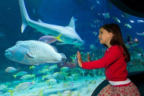 SEA LIFE Melbourne Aquarium Admission Ticket - Attractions Brisbane 1