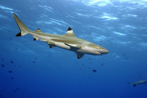 SEA LIFE Melbourne Aquarium Admission Ticket - Attractions Brisbane 3