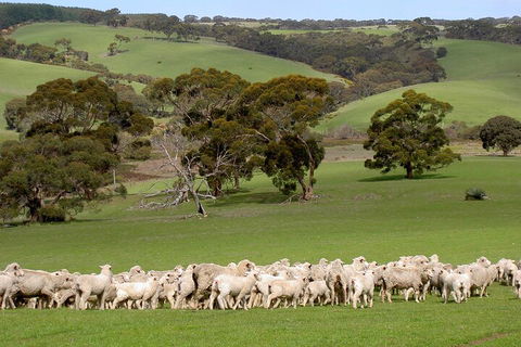 Kangaroo Island Luxury Small Group 'Island Life' Full Day Tour - Attractions Brisbane 1
