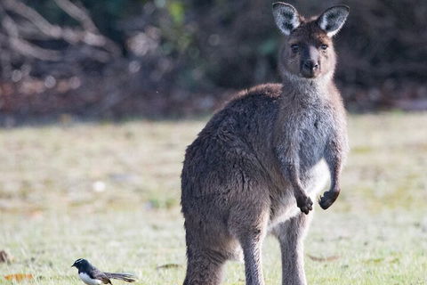 Kangaroo Island Luxury Small Group 'Island Life' Full Day Tour - Attractions Brisbane 2