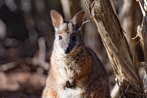 Kangaroo Island Luxury Small Group 'Island Life' Full Day Tour - Attractions Brisbane 3