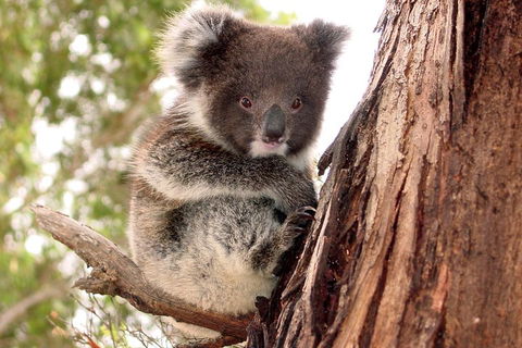 Kangaroo Island Luxury Small Group 'Island Life' Full Day Tour - Attractions Brisbane 4