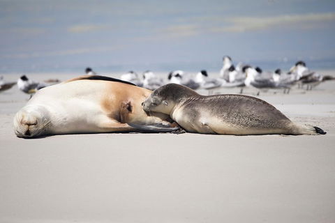 Kangaroo Island Luxury Small Group 'Island Life' Full Day Tour - Attractions Brisbane 5