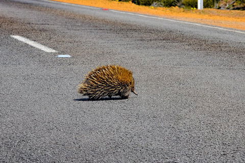 Kangaroo Island Luxury Small Group 'Flinders Chase Focus' Full Day Tour - Attractions Brisbane 3