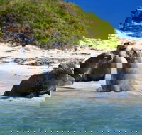 Dolphin Penguin and Sea Lion Cruise - Attractions Brisbane