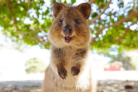 Discover Rottnest With Ferry & Bus Tour From Perth Or Fremantle - Attractions Brisbane 0