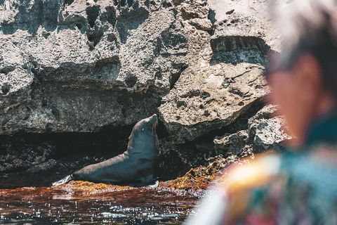Adventure Rottnest Tour With Ferry & Adventure Cruise From Perth Or Fremantle - Attractions Brisbane 1