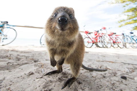 Rottnest Island Round-Trip Ferry From Perth Or Fremantle - Attractions Brisbane 3