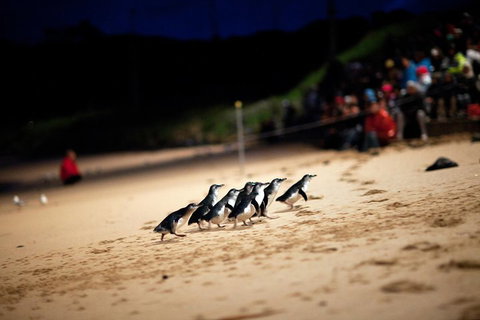 2-Day Great Ocean Road, Mornington Peninsula And Phillip Island Tour - Attractions Brisbane 1