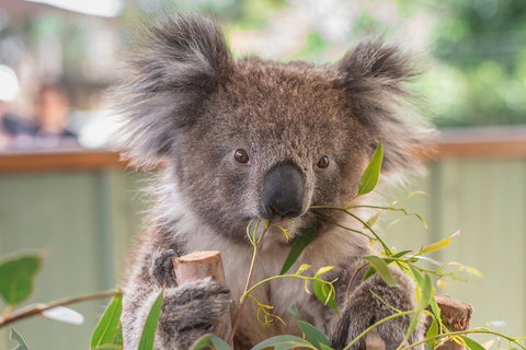 2-Day Great Ocean Road, Mornington Peninsula And Phillip Island Tour - Attractions Brisbane 2