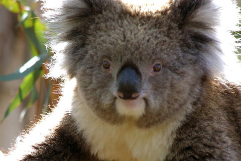 Melbourne Super Saver: Great Ocean Road + Phillip Island + Attraction Pass - Attractions Brisbane 3